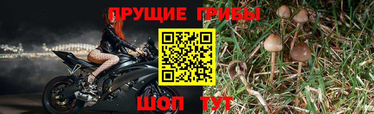 Сухой Лог  магазин    Вход с VPN  Галлюциногенные грибы GOLDEN TEACHER  Псилоцибиновые грибы Psilocybe 